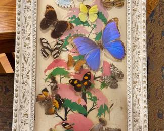 Vintage butterfly taxidermy 