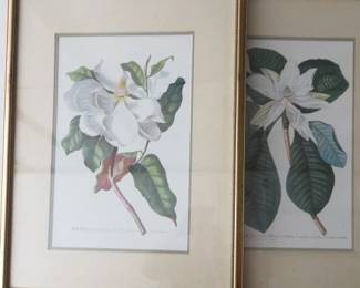 Vintage Framed Magnolia Flower Prints