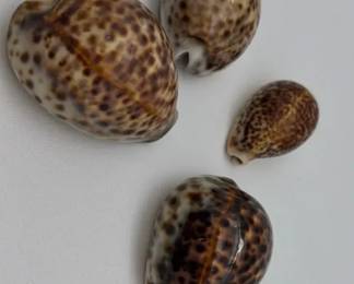 Tiger Cowrie Shells