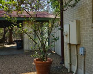 9-10 ft tree in large pot