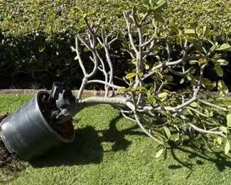 PHS071 Potted Plumeria 