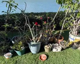 PHS060 Assortment Of Plants And Pots 