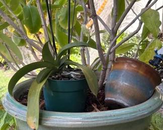 PHS070 Three Potted Plants 