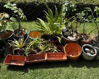 PHS059 Mystery Lot Of Pots And Plants 