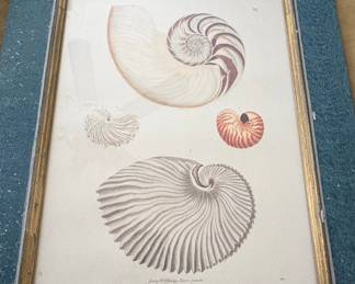Nautilus Shell Engraving from Georg Wolfgang Knorr's "Thesaurus"
