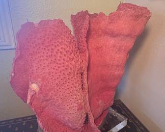 Large Pink Pipe Organ Coral Display Piece