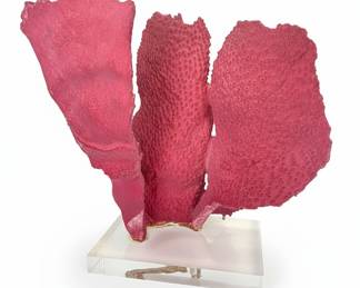 Large Pink Pipe Organ Coral Display Piece