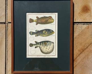 18th-century hand-colored natural history engraving (Paris, 1788) from Bonaterre’s Tableau Encyclopédique. Professionally framed with museum matting. Classic scientific illustration featuring detailed fish studies — ideal for coastal décor, libraries, or collectors of antique prints.
Keywords
antique engraving, 18th century print, hand colored engraving, natural history print, scientific illustration, French engraving, Bonaterre encyclopedia, coastal decor art, antique framed print, museum framed artwork, vintage scientific art, collector print