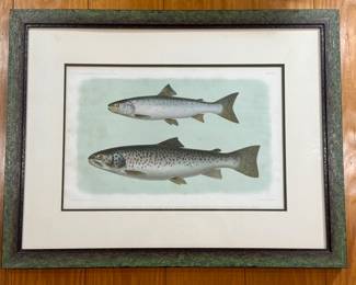 Antique Werner & Winter chromolithograph, Fresh-Water Fish of Europe, Frankfurt c.1875. Finely detailed trout study in original 19th-century scientific style. Beautifully matted and framed in green tones. Perfect for a study, sporting lodge, or lake house décor.