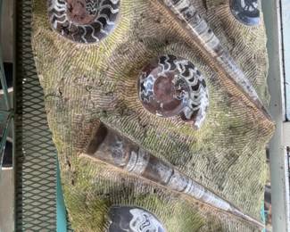 Amazing fossil Ammonite and Orthoceras assemblage
