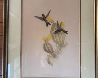 John Gould "Hummingbirds" original c1850 print