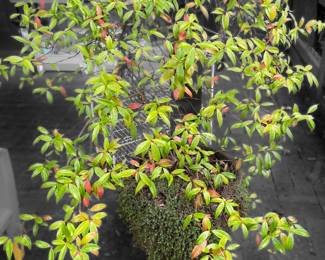 Potted Lilly Pilly Bush