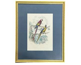 Framed French ornithological hand colored engraving