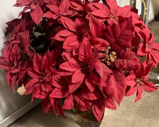 Poinsettias 