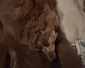 Vintage Taxidermy Animal Head Fur Stole second image