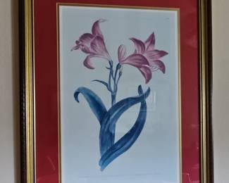 Amaryllis Reginae Botanical Print after Pierre-Joseph Redouté