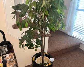 FICUS TREE IN POT