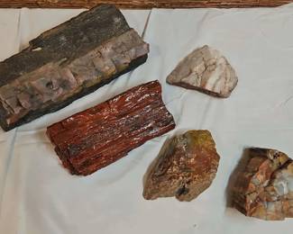 Petrified Wood Collection 
