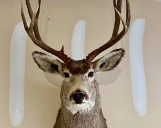 FULL SIZE MULE DEER TAXIDERMY MOUNT. 8 POINT, 19" SPREAD