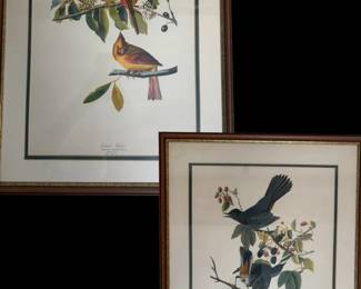 Vintage Cardinal Grosbeak Botanical Illustration