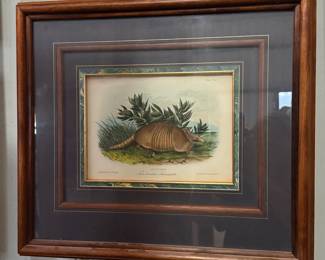 John James Audubon - armadillo
