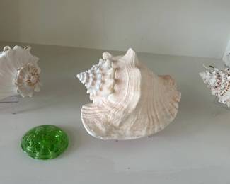 Conch Shells with Stands, Green Glass Frog