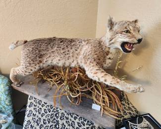  Beautiful taxidermed BobCat. Good condition, restored.