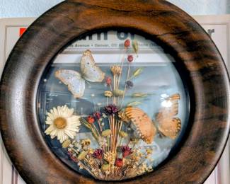 Vintage Framed Butterfly and Dried Flower Display - Brazilia Collection
