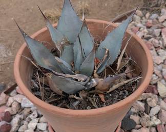 Agave havardiana in terracotta pot