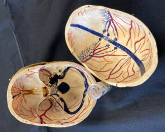 3	800.00	Antique anatomical demonstration skull, often used for medical or dental study in the mid 20th century - 