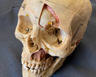 3	800.00	Antique anatomical demonstration skull, often used for medical or dental study in the mid 20th century - 100 years old -