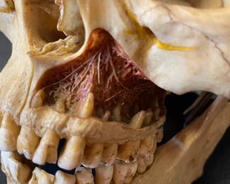 3	800.00	Antique anatomical demonstration skull, often used for medical or dental study in the mid 20th century - 