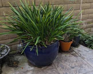 Potted African Iris (Dietes iridioides), commonly known as a Fortnight Lily
