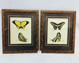 Species Illustrations