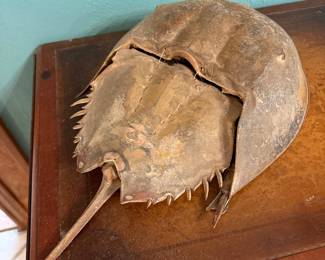 Horseshoe Crab