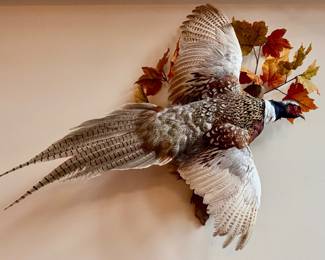Waterfowl Taxidermy