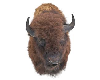 Buffalo shoulder mount