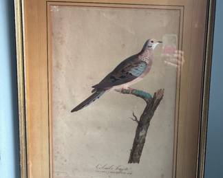 Engraving - Morning Dove - French Mat