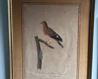 Engraving - Blue Eared Dove - French Mat