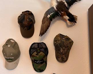 Northern Shoveler taxidermied male duck in flying mount