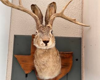 JACKELOPE, taxidermied mount