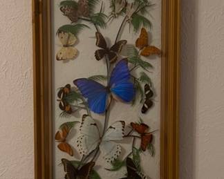 framed butterfly art