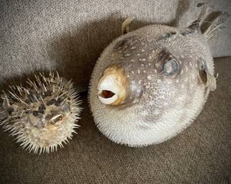 Blow fish / puffer fish 