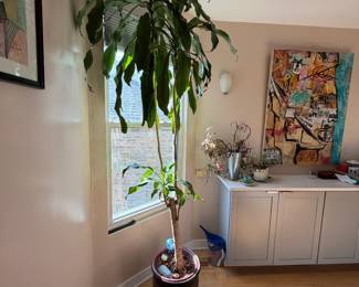 Large Plant 