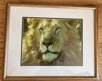 "Male Lion on the Masai Mara" Limited Edition Print