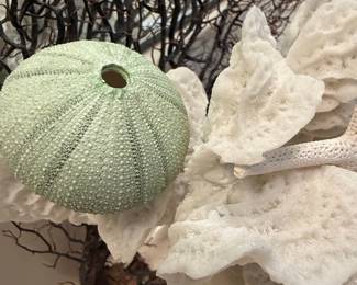 Nautical Decor Arrangement with Coral, Sea Urchin, and Starfish
