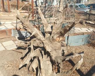 Weathered root stump