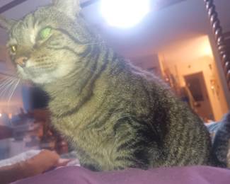 Zoey is very interested in whatever is hiding in the corner. Just a reminder, my cat is NOT for sale.