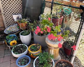 Potted plants and plant stands