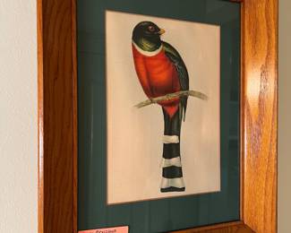 Togan Mexicanus John Gould print